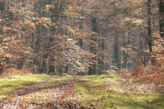 Abattage manuel en forêt des Andaines