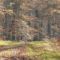Abattage manuel en forêt des Andaines
