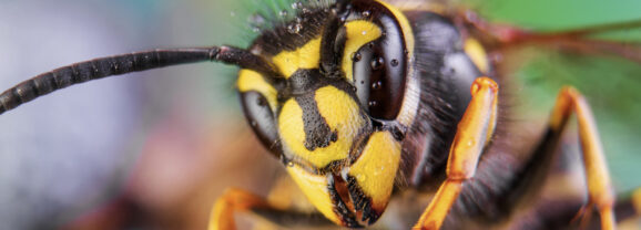 Réunion publique « Piéger les frelons asiatiques », mardi 20 janvier – 20h