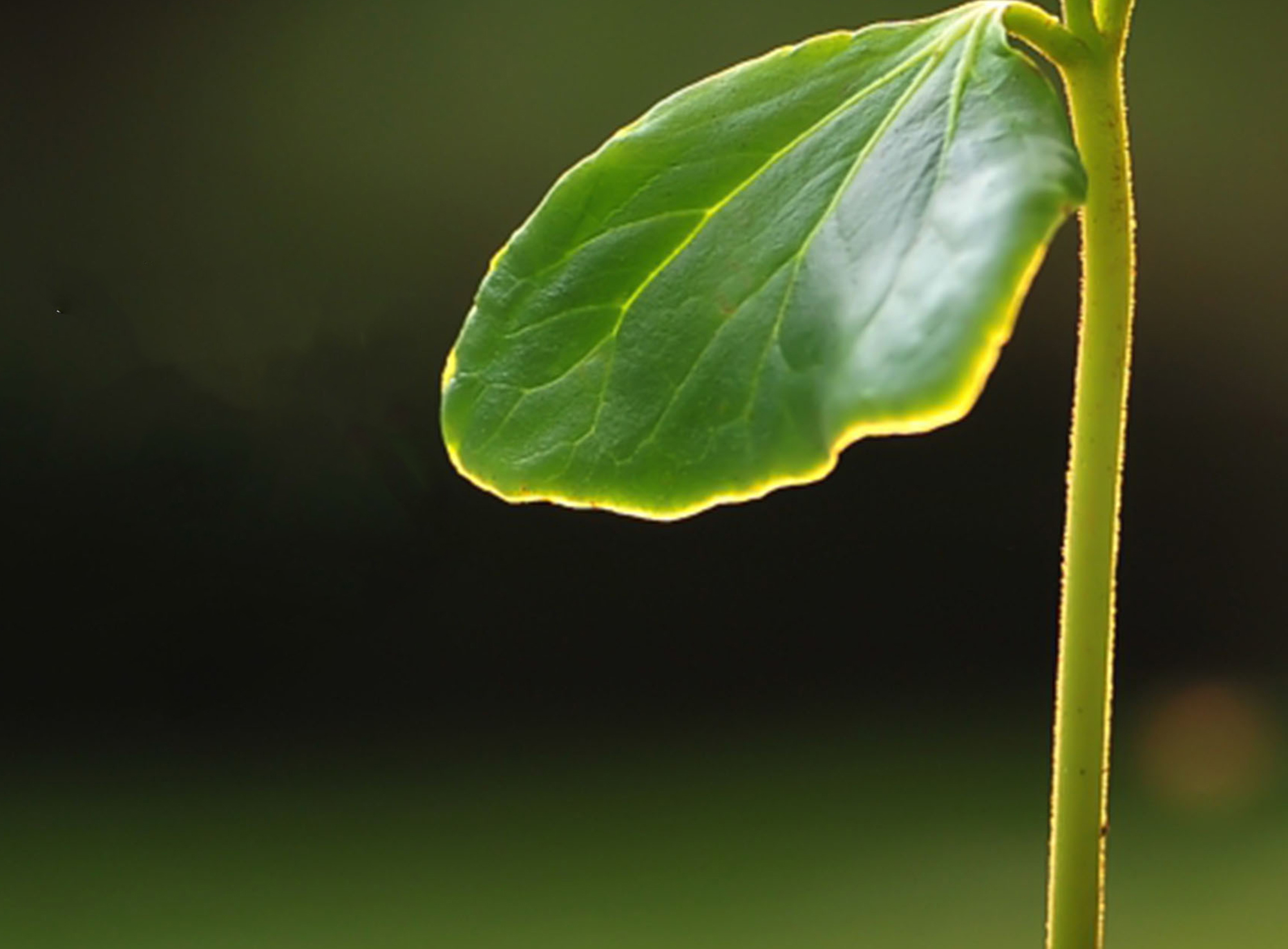 Graines d'Artistes 2018