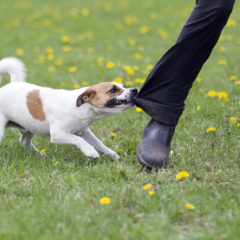 Distribution du courrier : Prévention risques canins