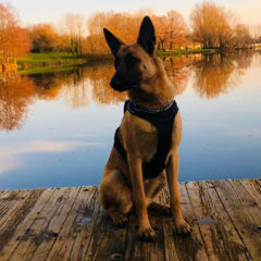 31 mars : Promenade canine collective