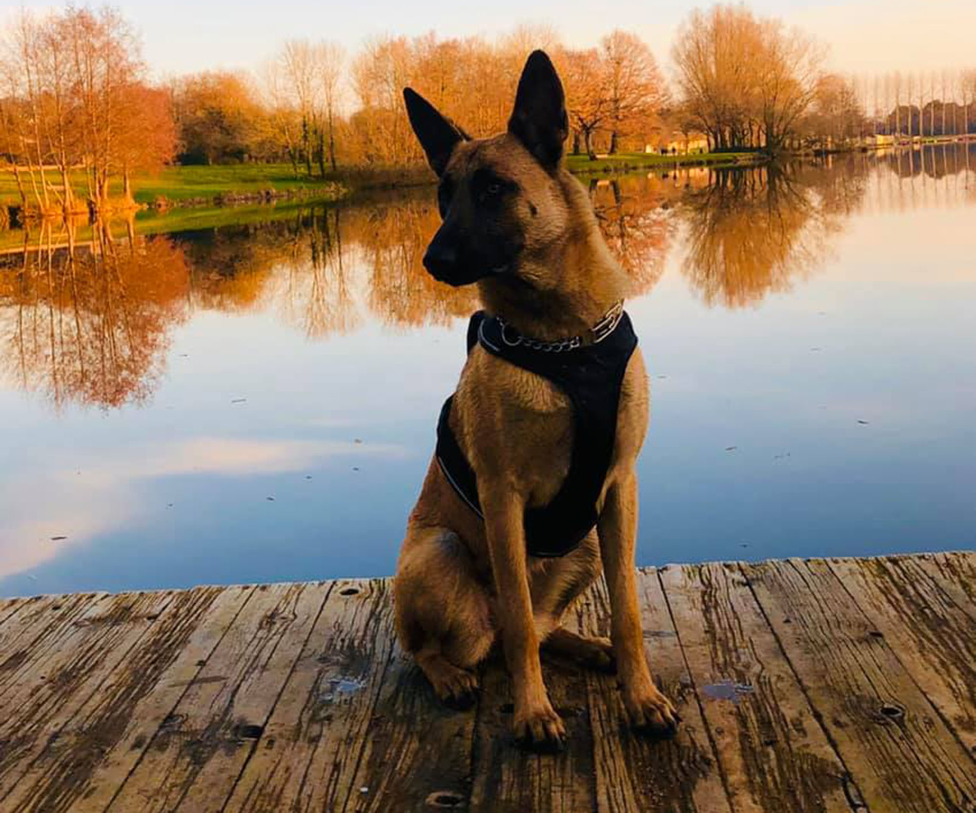 Promenade Canine