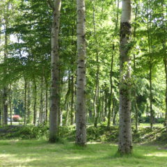 Aménagement d&rsquo;un arboretum à la Base de Loisirs