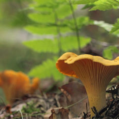 47ème journées mycologiques, 15 & 16 Octobre