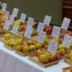Pommes, poires, bourse aux greffons… avec les Croqueurs de Pommes, samedi 3 février