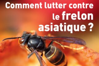 Lutte contre le frelon asiatique, aides du département et de la commune