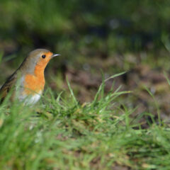 Participez au comptage des oiseaux de jardin