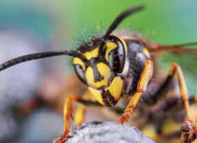 Réunion publique « Piéger les frelons asiatiques », mardi 20 janvier – 20h