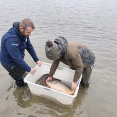 Empoissonnement du plan d’eau de La Ferté-Macé