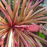 Marché aux fleurs, retour en images